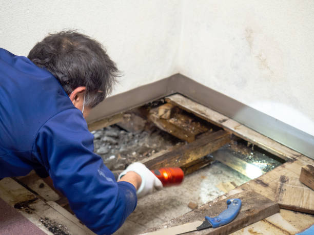 Best Insurance-Related Mold Remediation in Mountain Lakes, NJ