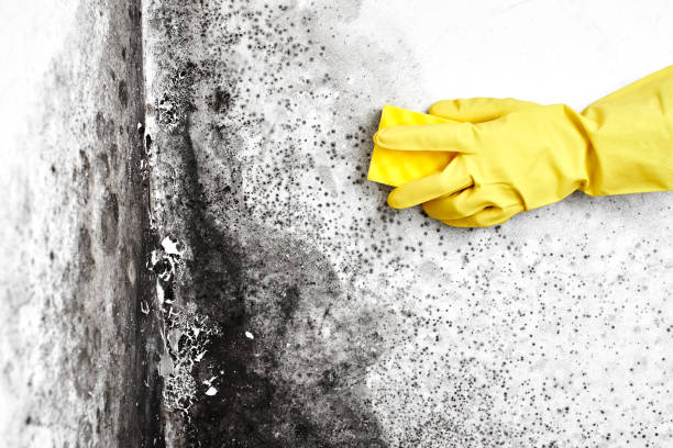 Best Industrial Mold Remediation in Mountain Lakes, NJ