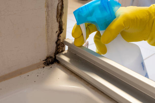 Best Basement Mold Remediation in Mountain Lakes, NJ