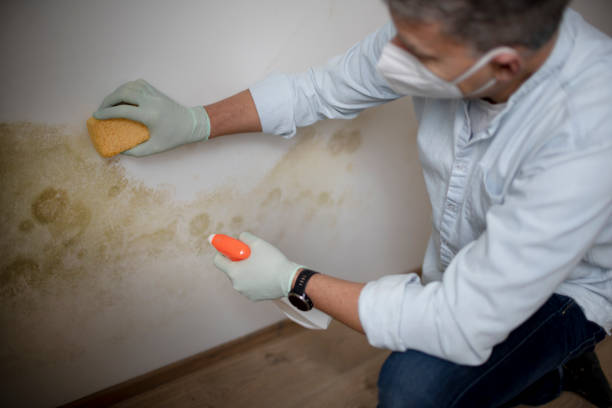 Best Mold Testing and Inspection Services in Mountain Lakes, NJ