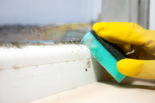 Best DIY Mold Remediation Support Services in Mountain Lakes, NJ