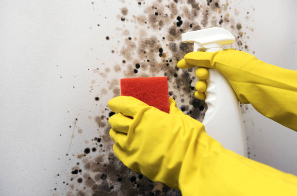 Best Post-Flood Mold Remediation in Mountain Lakes, NJ