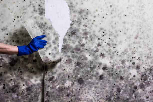Best Insurance-Related Mold Remediation in Mountain Lakes, NJ
